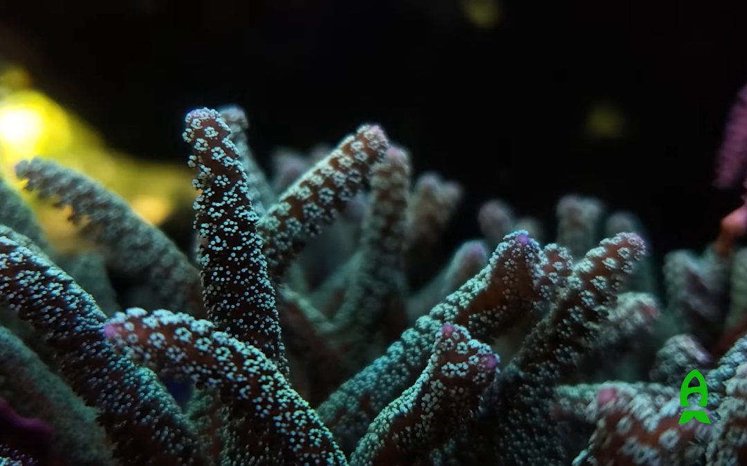 Fish Food that’s Making a Massive Comeback. Re-introducing Rogger’s Reef Food