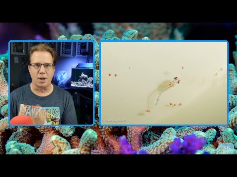 Babies having babies!  **(This stream is not 6 hours long!)**