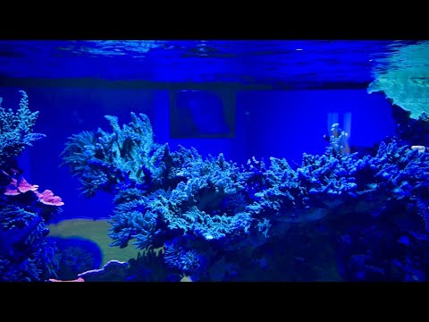 Here are my aquariums today; How to care for Sun Coral (Tubastraea sp.)