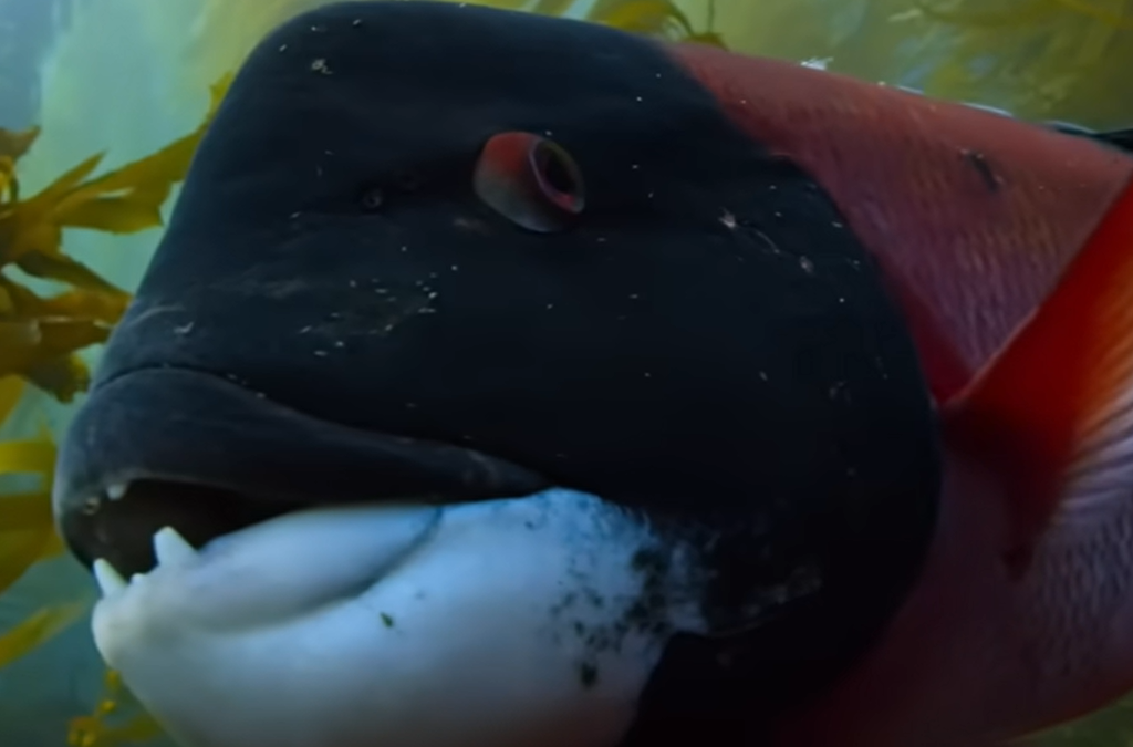 Our Planet: Coastal Seas and High Seas