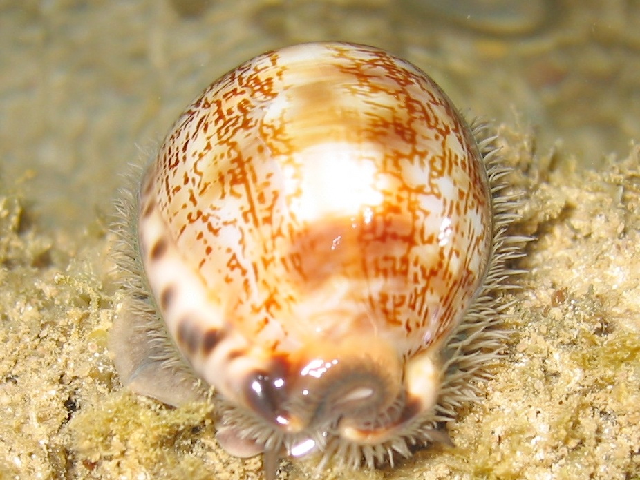 Arabian cowrie, a type of marine gastropod