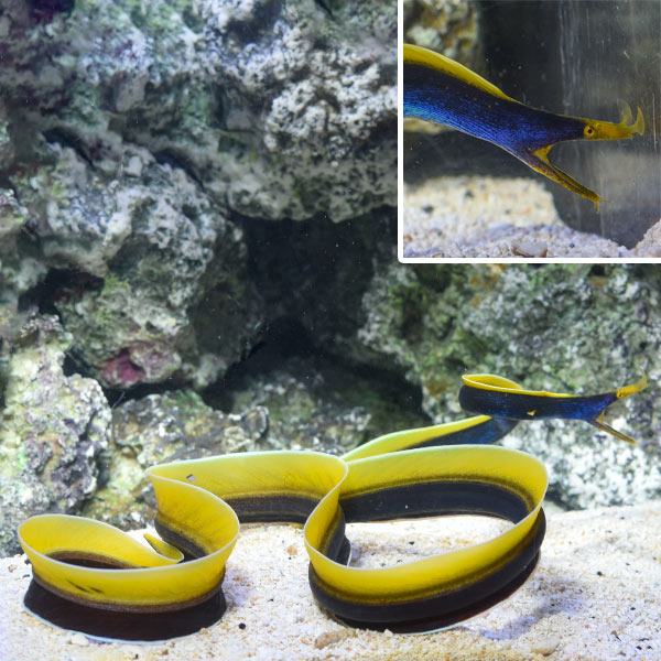 Blue Ribbon Eel EXPERT ONLY Blue Ribbon Eel EXPERT ONLY