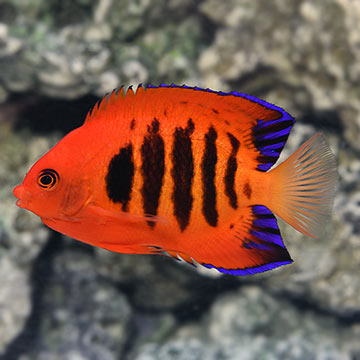 Flame Angelfish Flame Angelfish