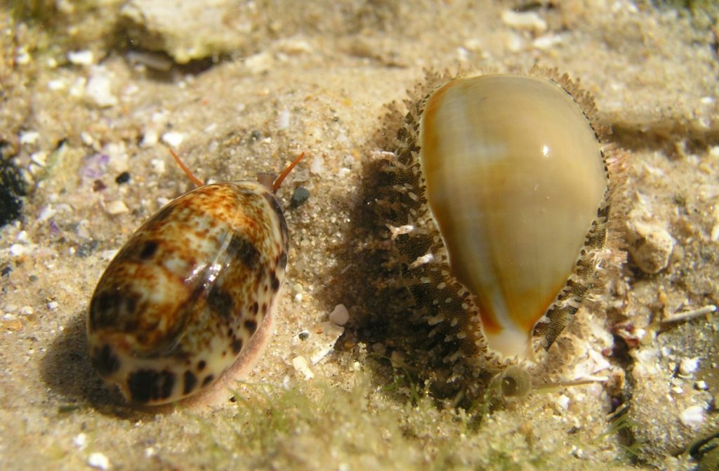 Monetaria annulus or gold ring cowrie, a marine mollusc