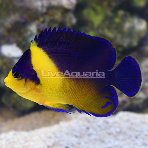 Purple Masked Angelfish EXPERT ONLY Purple Masked Angelfish EXPERT ONLY