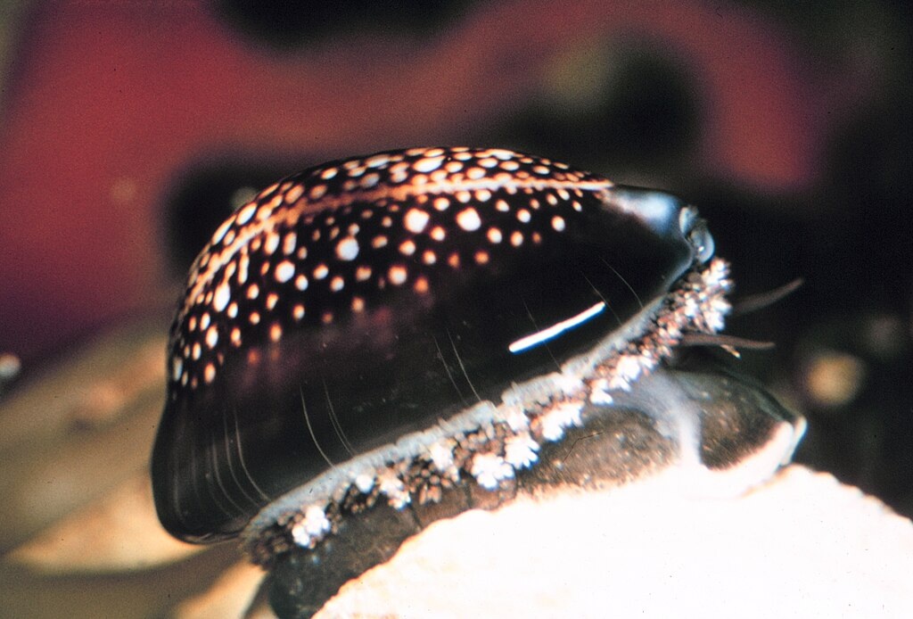 Snakehead cowrie, a type of marine mollusc (Monetaria caputserpentis)