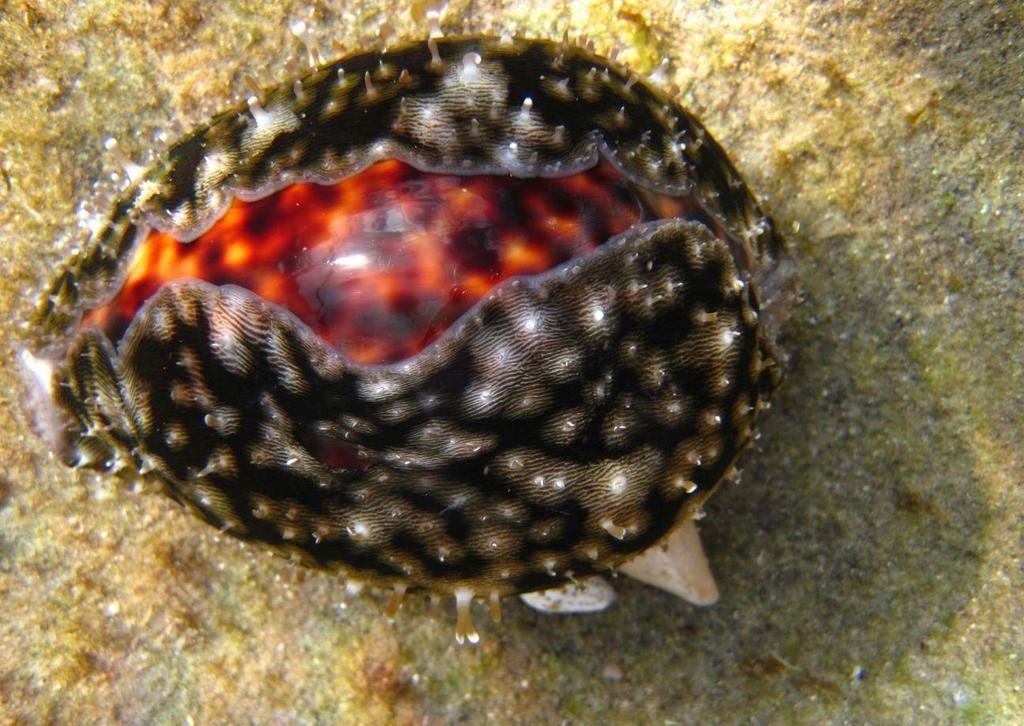 Tiger cowrie, Cypraea tigris