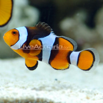 True Percula Clownfish True Percula Clownfish