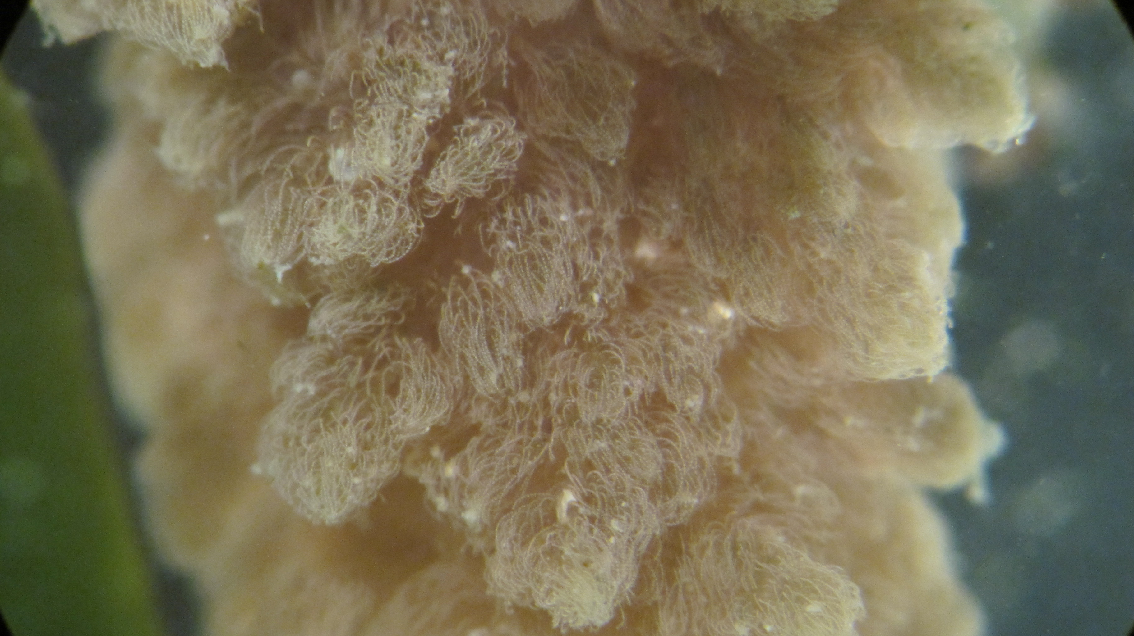 File:Asparagopsis taxiformis algae.JPG reference image
