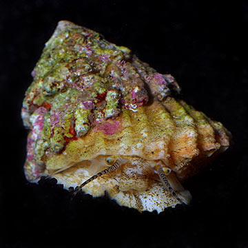 Astrea Turbo Snail