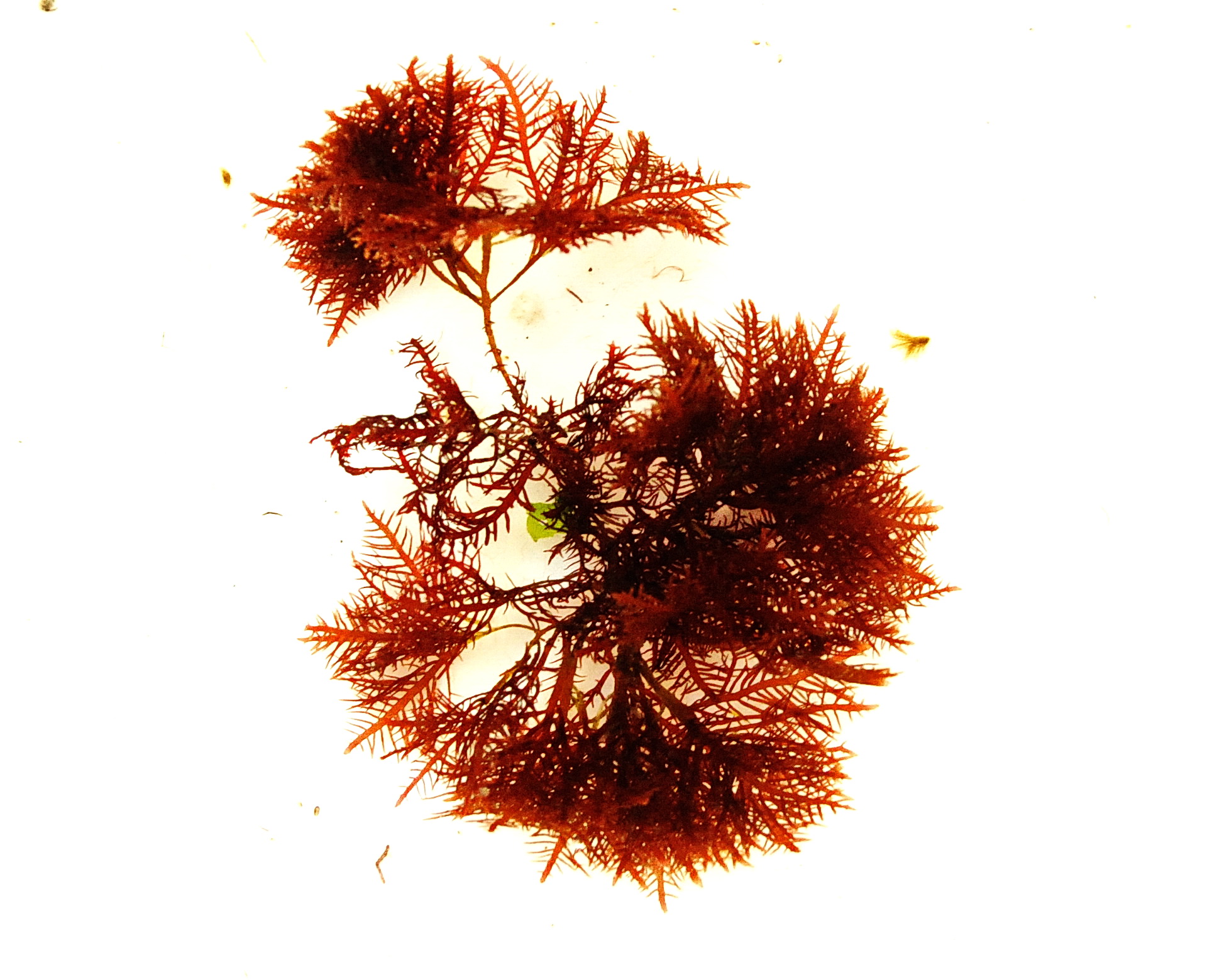 File:Gelidium latifolium.jpg reference image