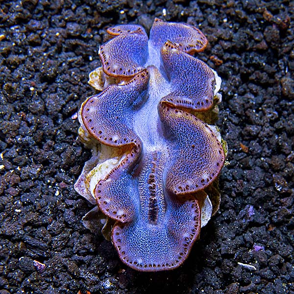 Maxima Clam