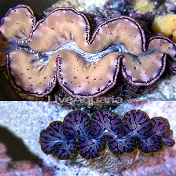 Maxima Clam