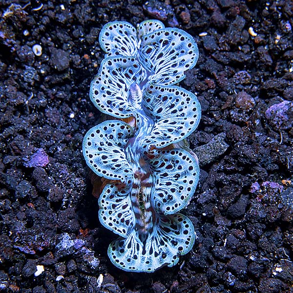 Maxima Clam