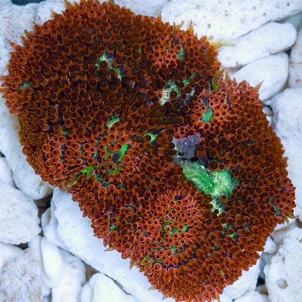 Mini Maxi Carpet Anemone