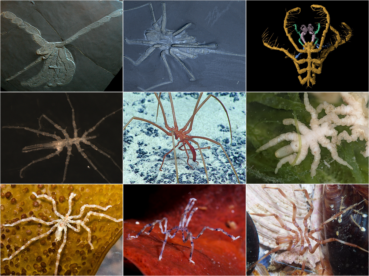 File:Pycnogonida collage.png reference image