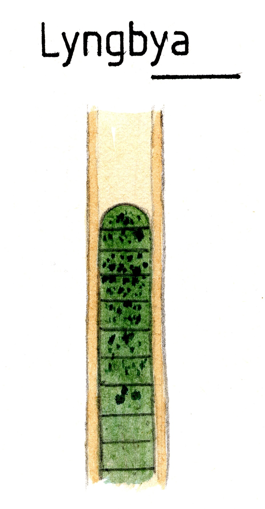 File:Simplefilaments022 Lyngbya.jpg reference image