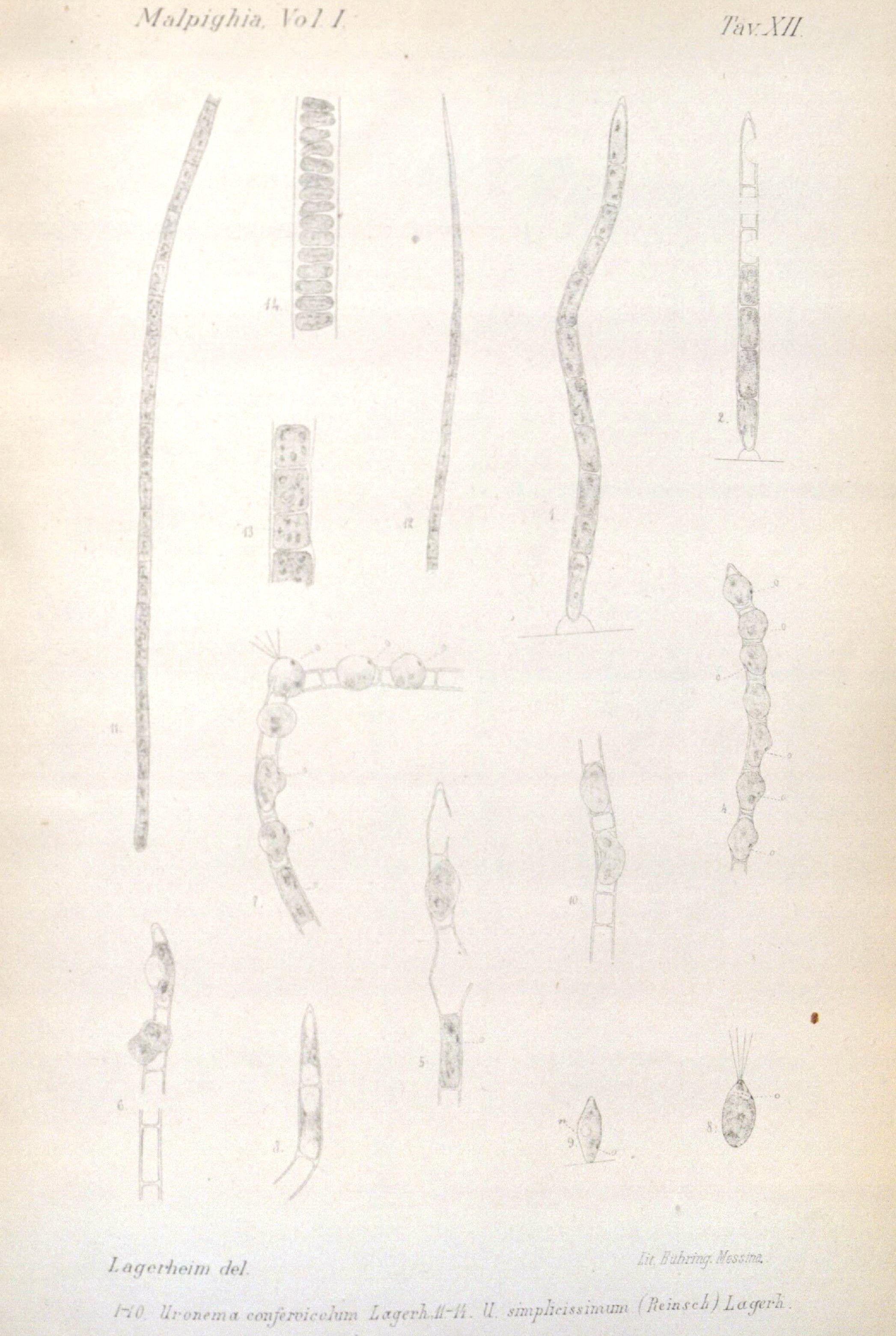 File:Uronema confervicola.jpg reference image