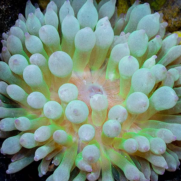 Green Bubble Tip Anemone