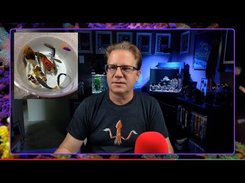 I got some new fishes! What was I thinking.