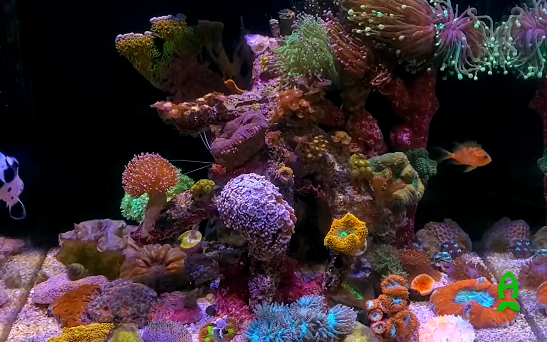 One of the most FASCINATING things that I found at RAP 2026 – Nature’s Dimension –