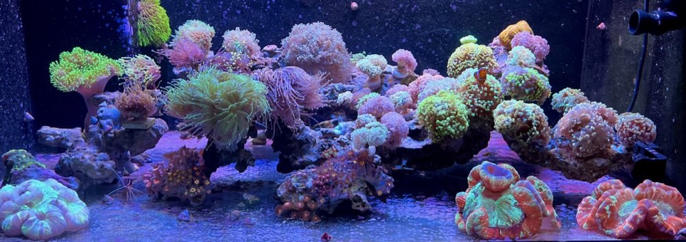 the reef for sale