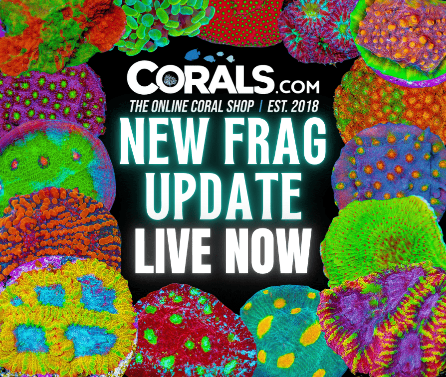 new corals 06.png