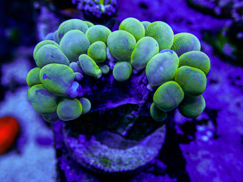 UC Branching Bubble Coral .JPG