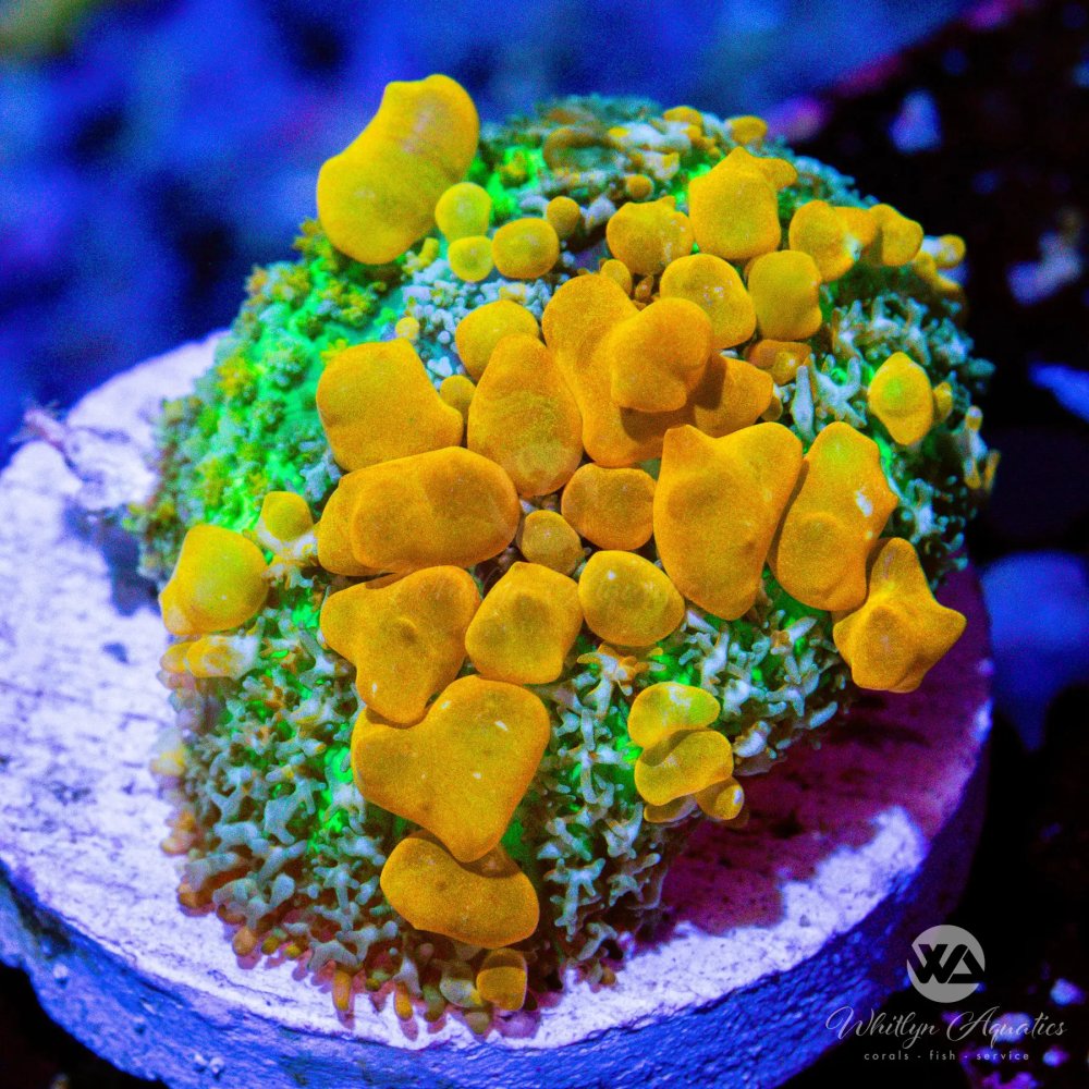CoralAuction40_fae19868-9793-4b94-ae74-d542023cd02d.jpg CoralAuction40_fae19868-9793-4b94-ae74-d542023cd02d.jpg