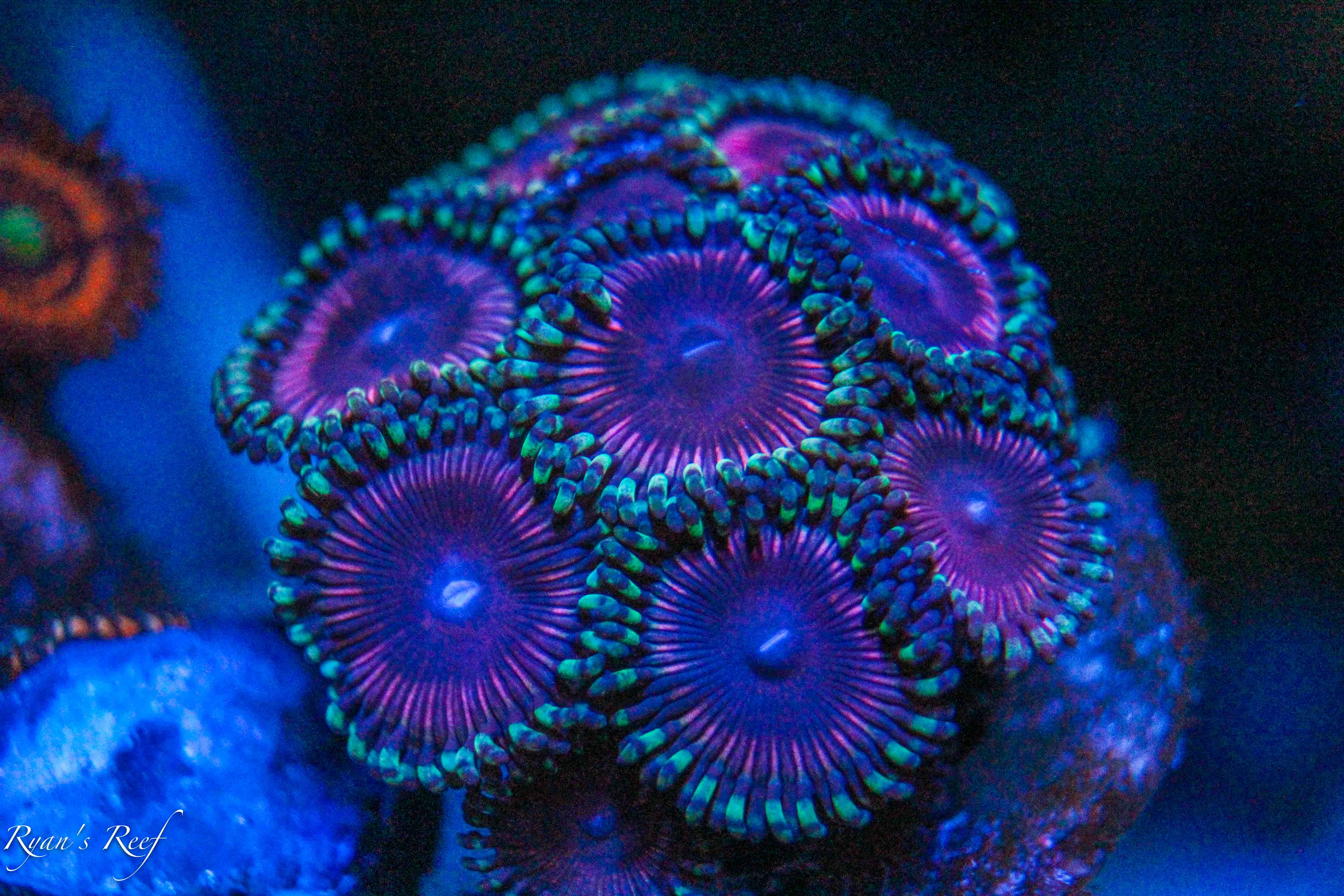 Futurerama Colony 2.jpg Futurerama Colony 2.jpg