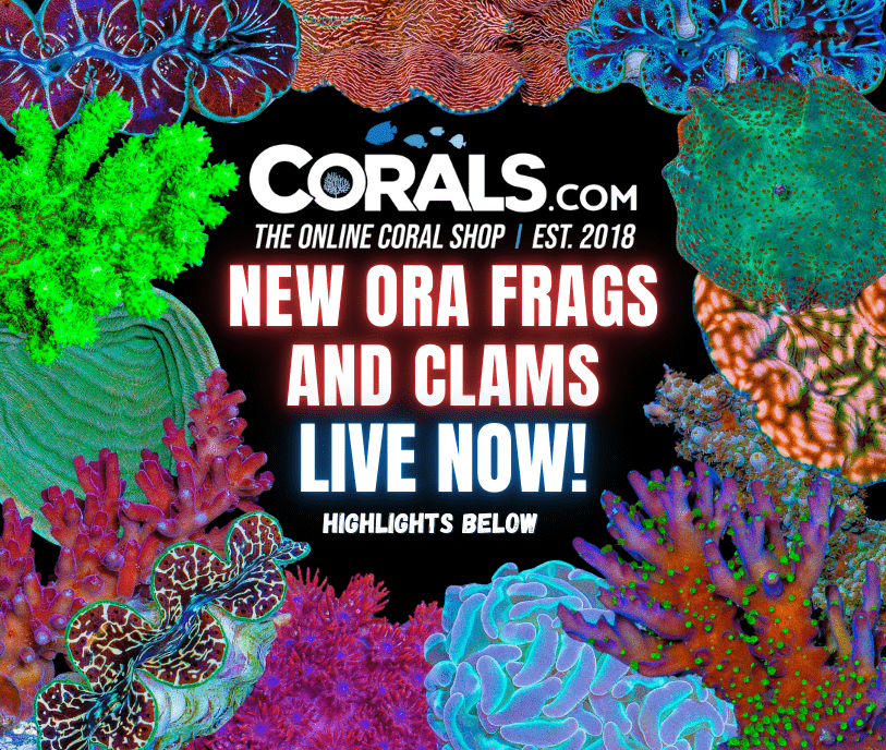 new corals 10.7.png