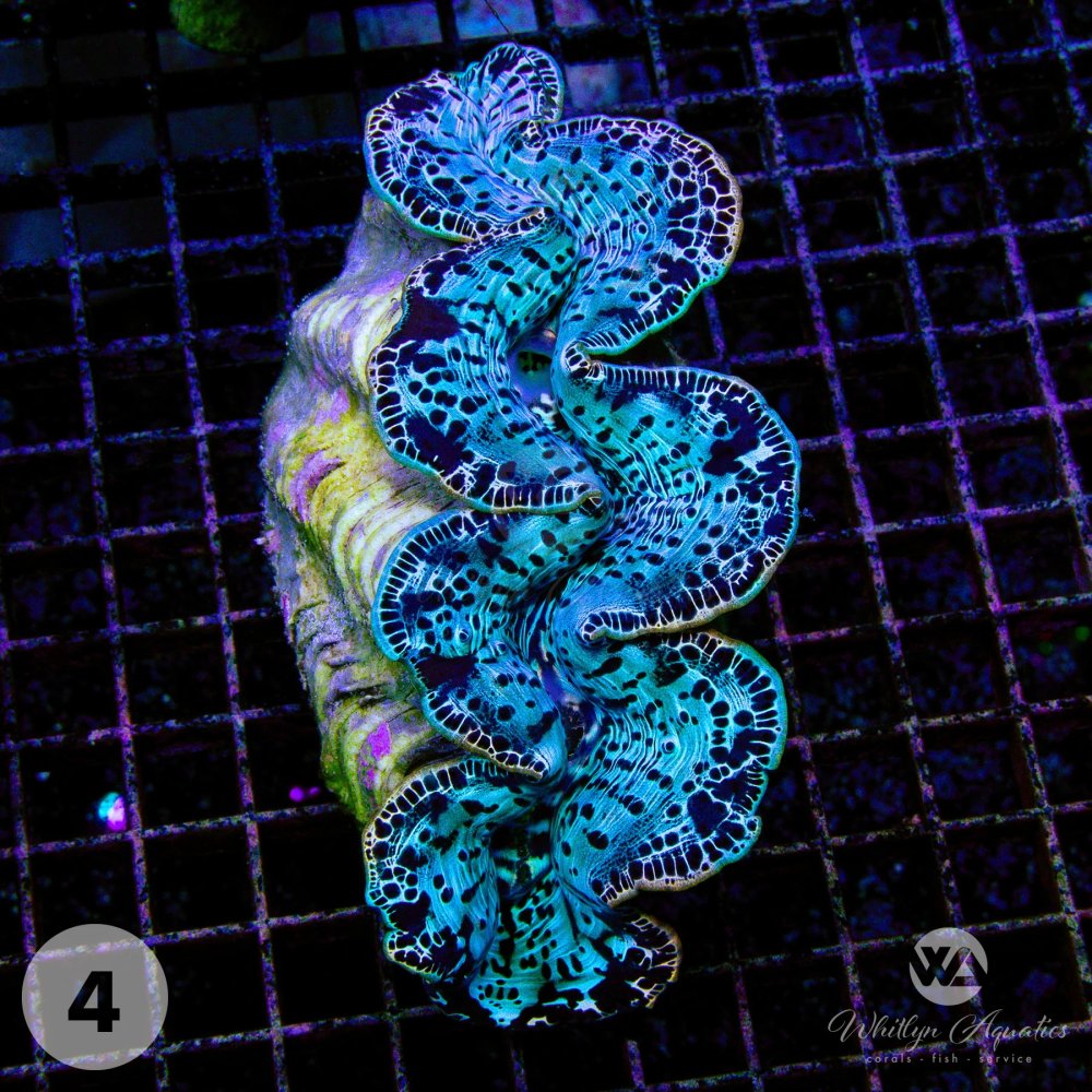 Ultra_Blue_Maxima_Clam4.jpg