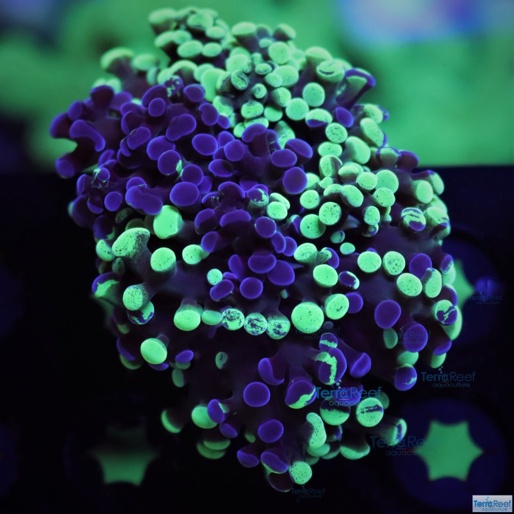 IMG_7995-Bicolor-Sweet-Frogspawn-coral-purple-Green-bicolor.jpg