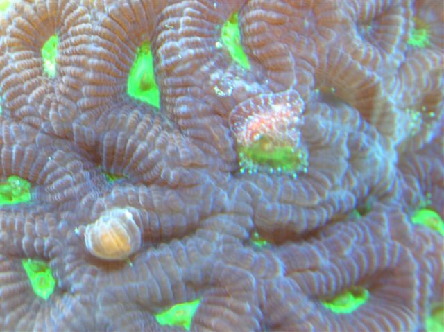 Any clue what these 2 things on my moon coral are???