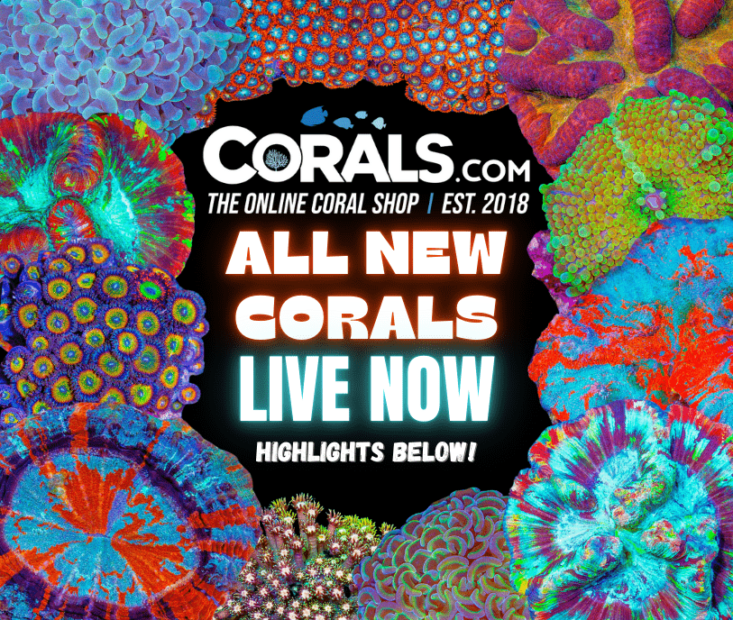 new corals 10.3(1).png