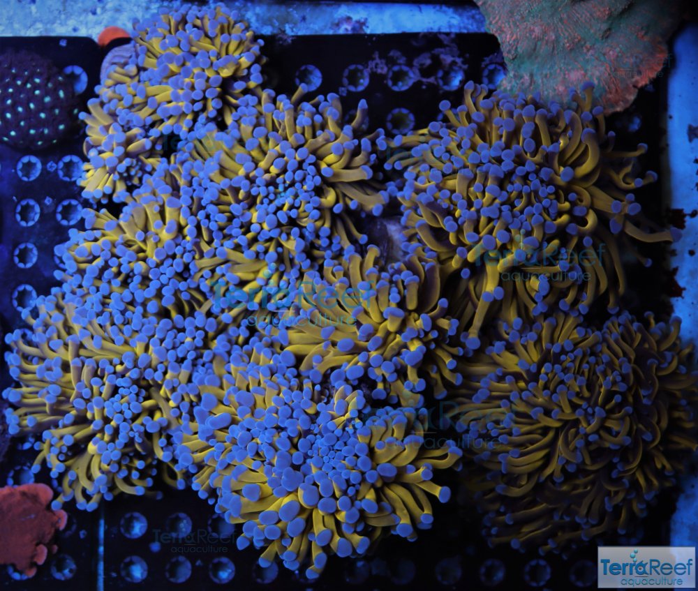 IMG_8020-Aquacultured-Aussie-Gold-Torch-Coral-Quarentined.jpg