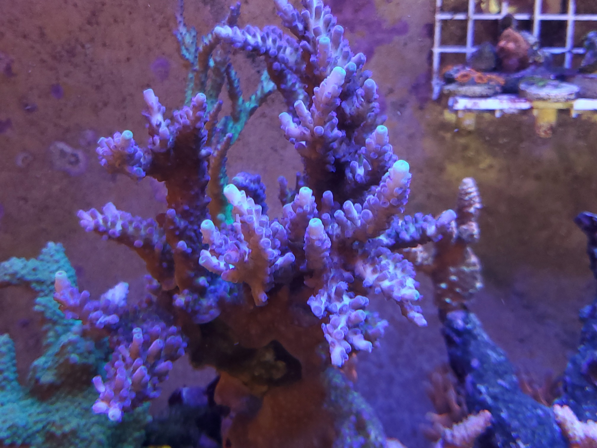 20210220_135333_SPS_coral_for_sale.jpg