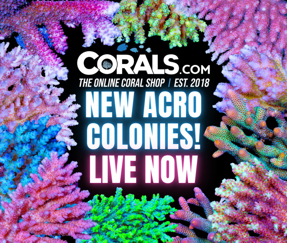 new corals 8.19.png