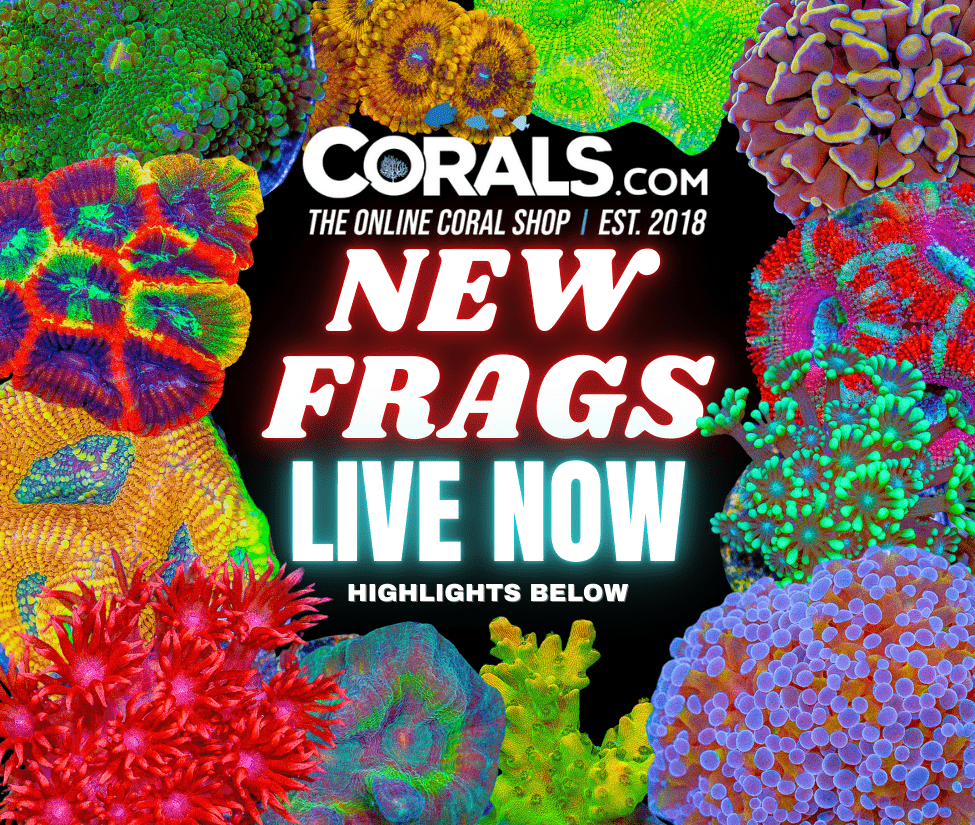 new corals 9.17(1).png