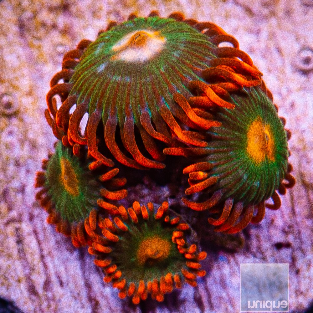 Red Skirt Zoanthid 34 15.JPG