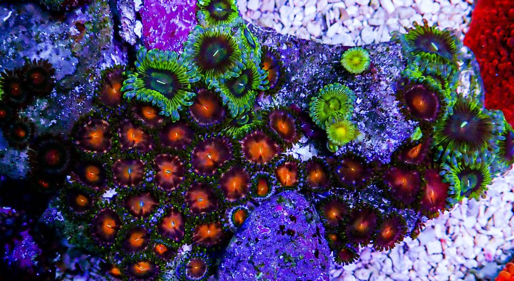 Super Ultra Zoa Colony -160.JPG