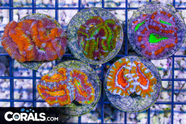 Introducing Frag Packs at Corals.com!