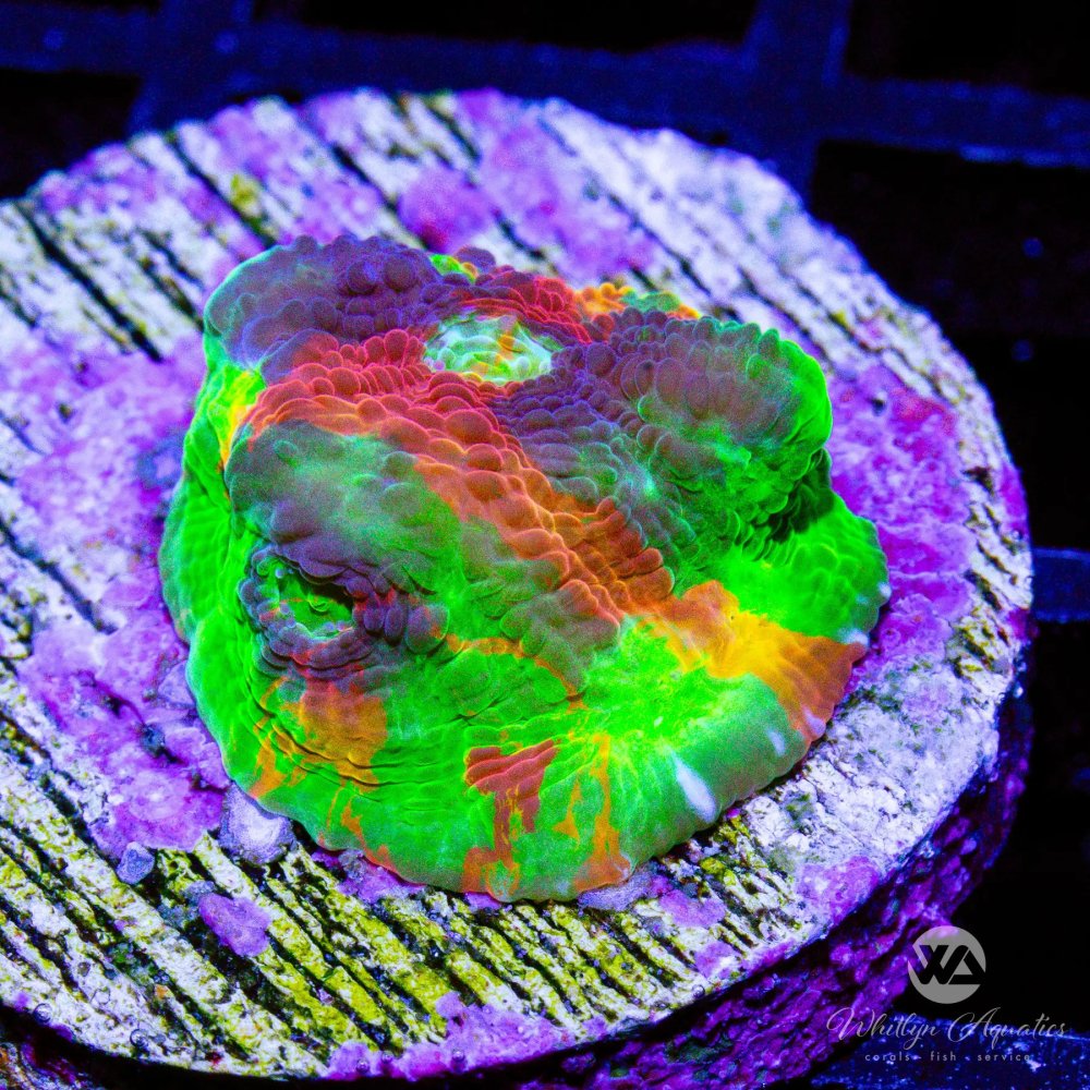 CoralAuction38_ab2420e5-5b5f-4a12-a876-d8c5371c819d.jpg CoralAuction38_ab2420e5-5b5f-4a12-a876-d8c5371c819d.jpg