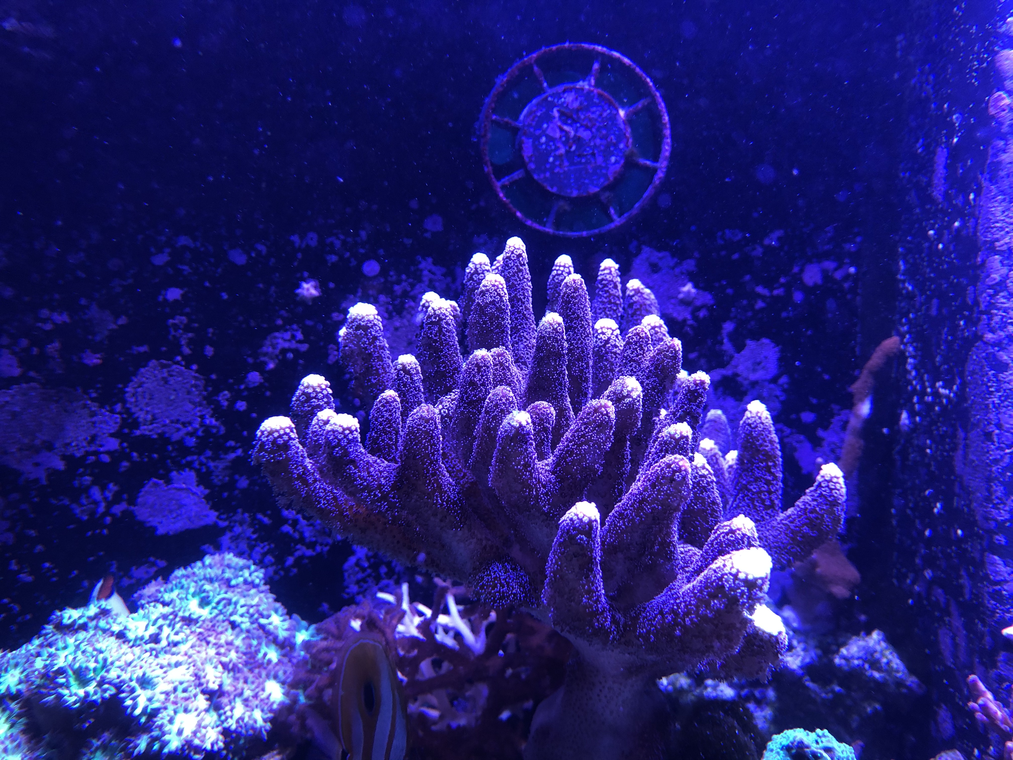 Purple Porci Mother Colony.jpg Purple Porci Mother Colony.jpg