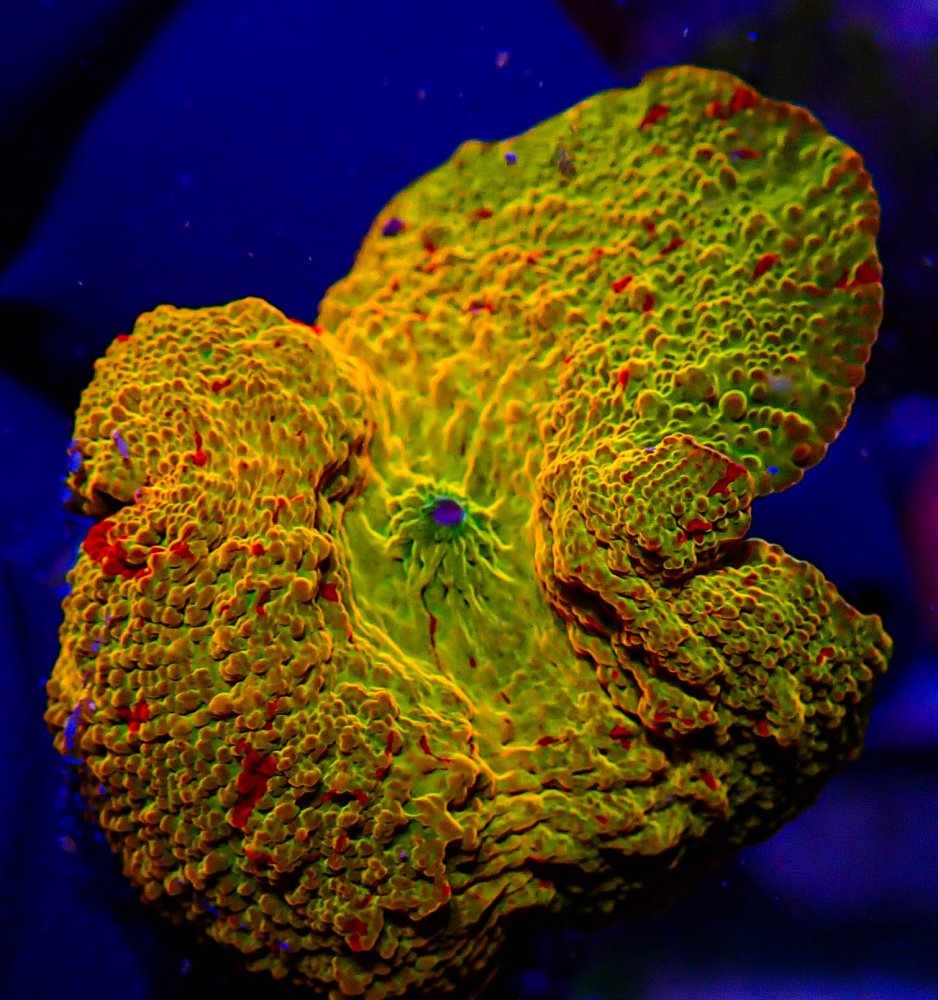 UC Ultra Jawbreaker Mushroom .JPG