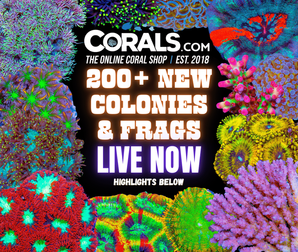 new corals 10.1(2).png