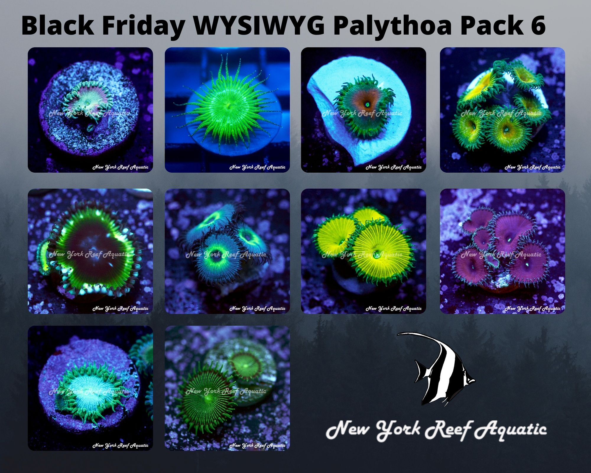 Palythoa Pack 6.jpg