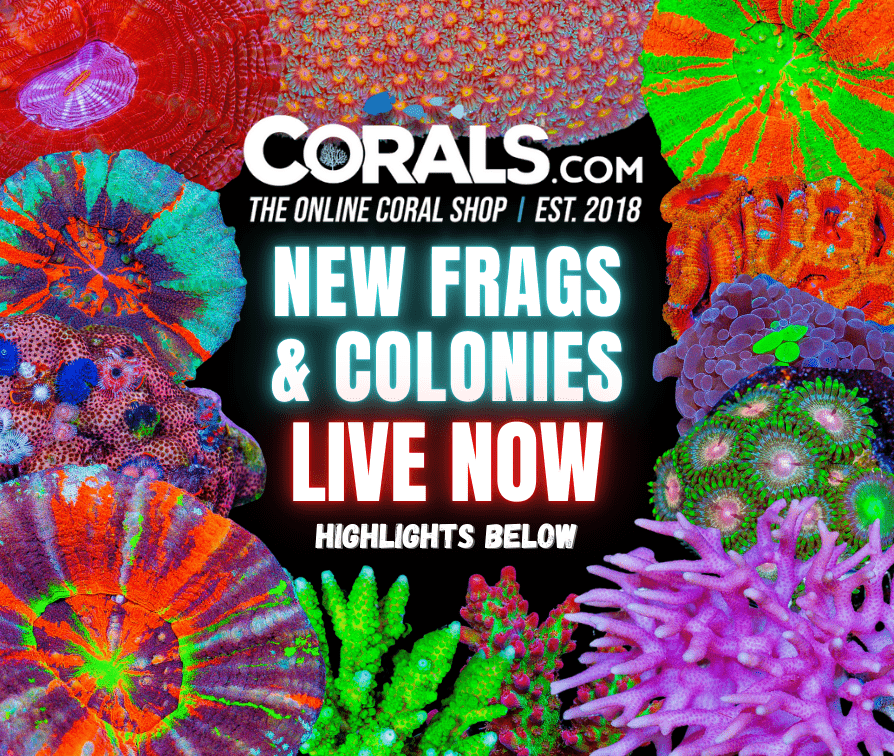 new corals 11.01(1).png