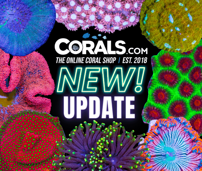 new corals 3.20(1).png