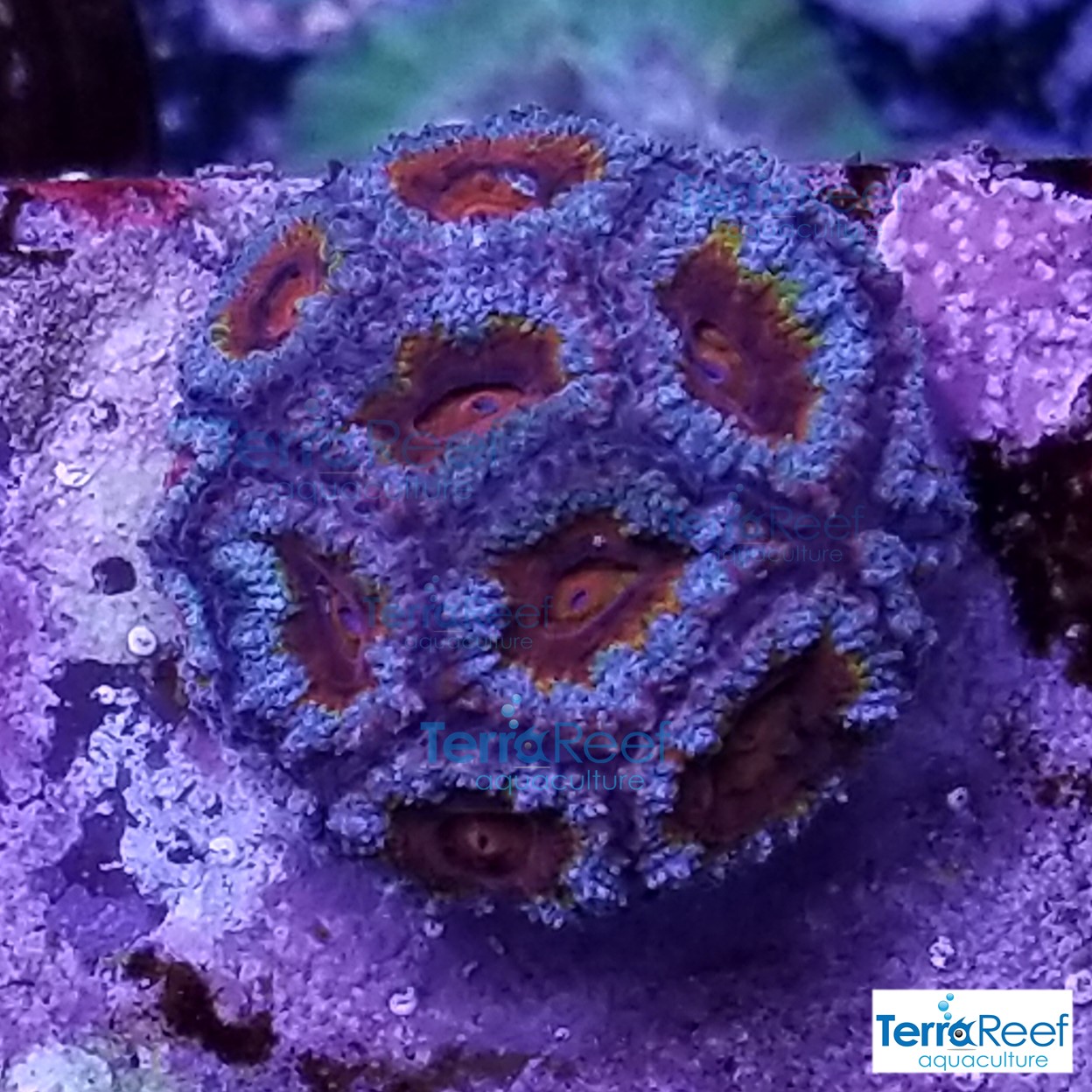 Red-Micromussa-Coral-Acan-WYSIWYG-Frag-5-20210113_005911.jpg